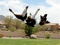 Fauna & Flora: dog acrobat