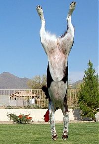 Fauna & Flora: dog acrobat