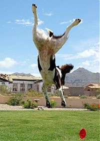 Fauna & Flora: dog acrobat