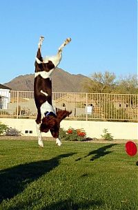 Fauna & Flora: dog acrobat