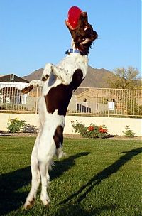 TopRq.com search results: dog acrobat