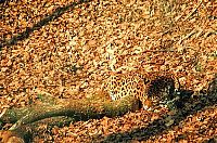 Fauna & Flora: camouflage animals