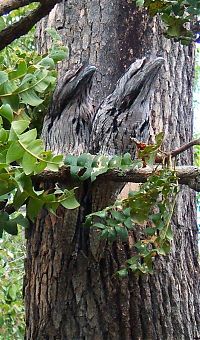 Fauna & Flora: camouflage animals