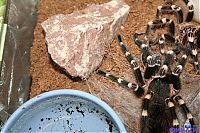 Fauna & Flora: molting spider
