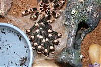 Fauna & Flora: molting spider