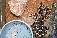 Fauna & Flora: molting spider