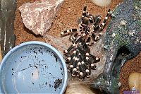 Fauna & Flora: molting spider