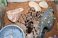 Fauna & Flora: molting spider