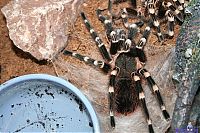 Fauna & Flora: molting spider