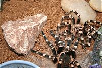 TopRq.com search results: molting spider