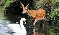 Fauna & Flora: deer against a swan