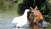 Fauna & Flora: deer against a swan