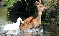 Fauna & Flora: deer against a swan