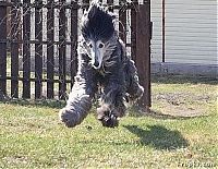 TopRq.com search results: animal acrobats