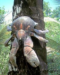Fauna & Flora: coconut crab
