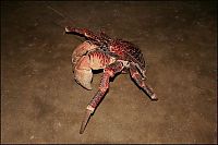 Fauna & Flora: coconut crab