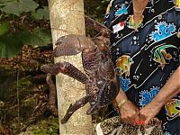 Fauna & Flora: coconut crab