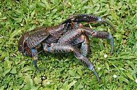 Fauna & Flora: coconut crab
