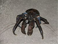 Fauna & Flora: coconut crab