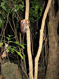 Fauna & Flora: coconut crab