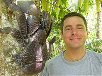 Fauna & Flora: coconut crab