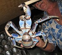 TopRq.com search results: coconut crab