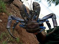 Fauna & Flora: coconut crab