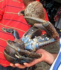 TopRq.com search results: coconut crab