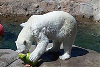 Fauna & Flora: polar bear eats a melon