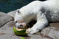 Fauna & Flora: polar bear eats a melon