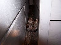 TopRq.com search results: Owl reveille