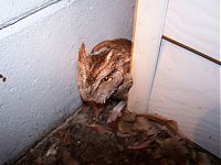 TopRq.com search results: Owl reveille