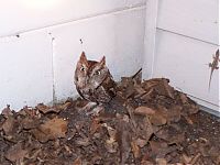 TopRq.com search results: Owl reveille