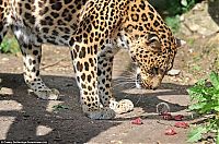 Fauna & Flora: Leopard from ZOO