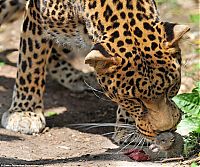 Fauna & Flora: Leopard from ZOO