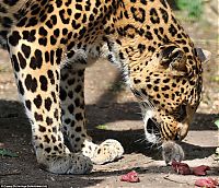 Fauna & Flora: Leopard from ZOO