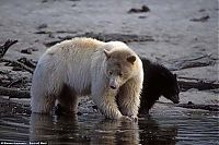 Fauna & Flora: Family white and black bears, British Columbia, Western Canada province