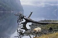 TopRq.com search results: Family white and black bears, British Columbia, Western Canada province