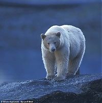 Fauna & Flora: Family white and black bears, British Columbia, Western Canada province