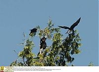 Fauna & Flora: cat climber