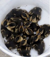 Fauna & Flora: baby ducklings rescue