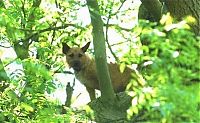 Fauna & Flora: Dog on a tree