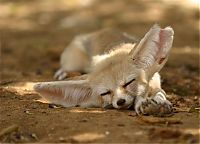 Fauna & Flora: sleeping animals