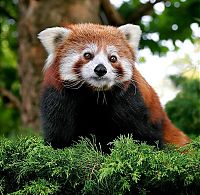 Fauna & Flora: red panda or firefox