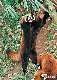 Fauna & Flora: red panda or firefox