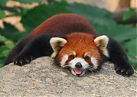 Fauna & Flora: red panda or firefox