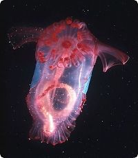 TopRq.com search results: Sea cucumber (Holothuroidea)