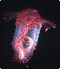 Fauna & Flora: Sea cucumber (Holothuroidea)