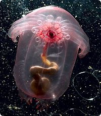 Fauna & Flora: Sea cucumber (Holothuroidea)