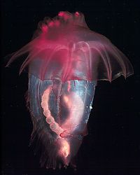 TopRq.com search results: Sea cucumber (Holothuroidea)